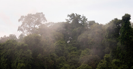 Fototapeta na wymiar Mist over the amazonian jungle