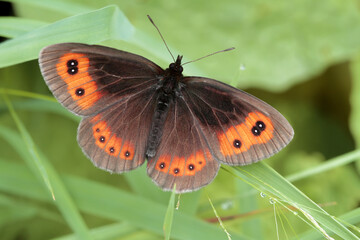 Obraz premium beautiful brunette Scottish ; erebia aethiops