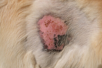 Skin disease of golden retriever dog