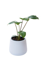 King of Heart plant in pot isolated include clipping path  on white background