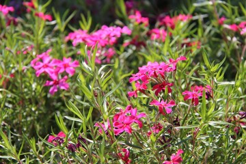 pink flowers in the garden