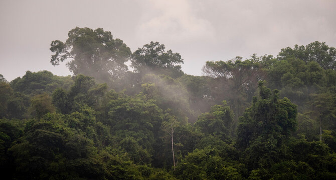 Mist over the amazonian jungle