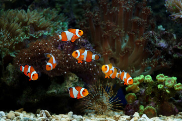 Clownfish / Anemonefish