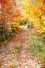 Scenic fall pathway in the province of Quebec