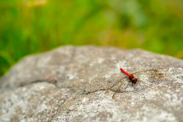 トンボ © syuntarou