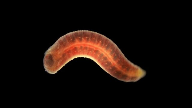 Oligochaeta worm under a microscope, type Annelida, sample found at Lake Baikal. The video shows the movement and contraction of the body and internal organs
