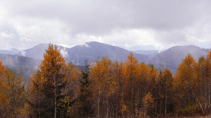 Natural gloomy background of autumn mountains with yellow trees. Cloudy day with clouds in the sky