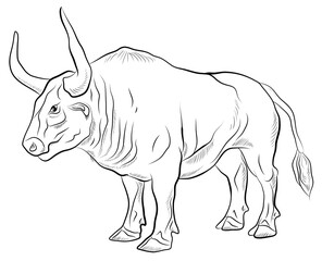 Large wild animal buffalo, black and white image.