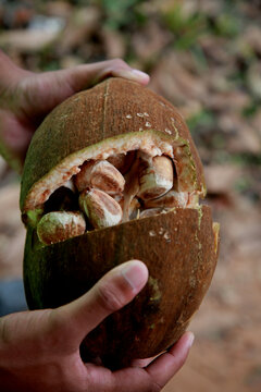 mata de sao joao, bahia / brazil - november 4, 2020: monguba fruit also known as chestnut of gianas and also as wild cacao is seen in the city of Mata de Sao Joao.