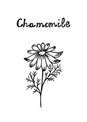 Hand-drawn chamomile in doodle style. Medicinal plant. Herb tea. Hand lettering. Vector. Illustration for coloring. International Tea Day. Daisy.