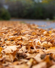 Colourful autumn leafs on ground in German city of Wolfsburg