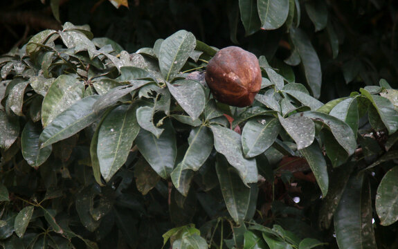 mata de sao joao, bahia / brazil - november 4, 2020: monguba fruit also known as chestnut of gianas and also as wild cacao is seen in the city of Mata de Sao Joao.