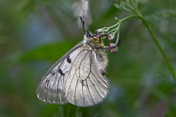 Smoky Apollo Butterfly : Parnassius mnemosyne butterfly 