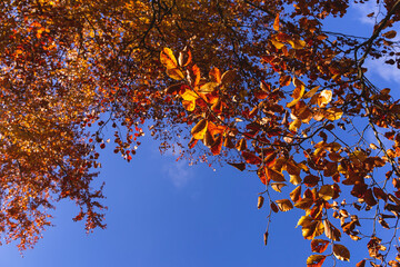 Background of yellow and red autumn leaves against a blue sky