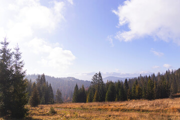 Natural background of autumn mountains with yellow trees and fir trees with clouds in blue sky