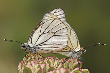 Hawthorn butterfly pair on the plant; Aporia crataegi