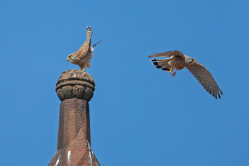 Common Kestrel (Falco tinnunculus) male and female breeding pair together on church spire, Hesse,...