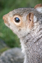Naklejka na ściany i meble Squirrel Close Up With Bench In Eye Reflection