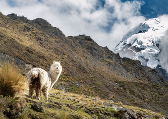 Alpaca in high altitude of Peruvian Andes with glacier in background © Milan