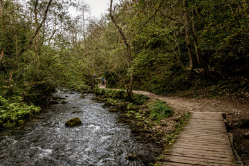 Fototapeta premium river in the forest