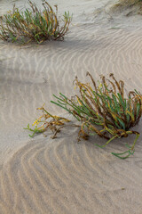 Sanddünen in Andalusien