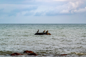 Seevögel, Kormorane, sitzt auf einem Stein in der Nähe des Strandes.