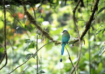  Blue Crown Motmot hanging on trees in Costa Rican rainforest