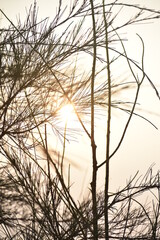 Obraz premium sunset in the woods