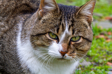 Grau gestromte Hauskatze