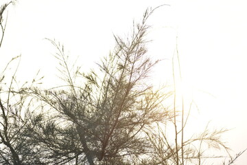 Fototapeta na wymiar reeds in the morning
