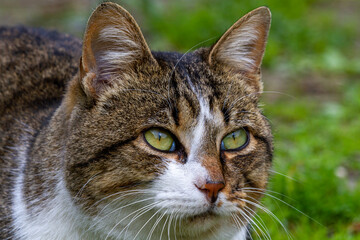 Grau gestromte Hauskatze