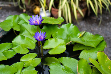 Close up a twin lotus are blooming together in a water jar with green leaves and blur in the background.