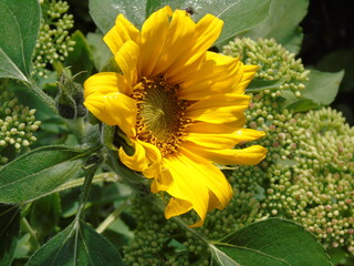 open sunflower