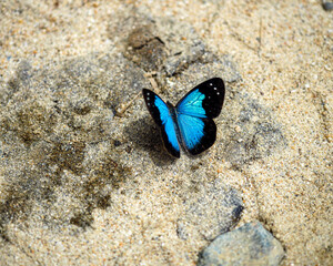 Butterfly, Minca, Colombia