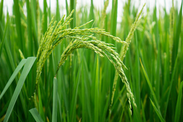 Newly emerging jasmine rice ears, lush green waiting for harvest, nature concept