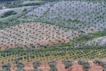 Olivenplantagen in den Sierras de los Filabres bei Fuente de la Higuera