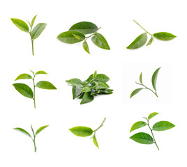 Fototapeta premium green tea leaf isolated on white background