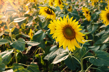 .Sunflower field nature background
