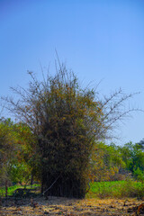 Bamboo forest,Natural background.