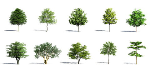 collection of 3D Green Trees Isolated with shadow on white background