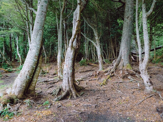Fototapeta premium tree in the woods