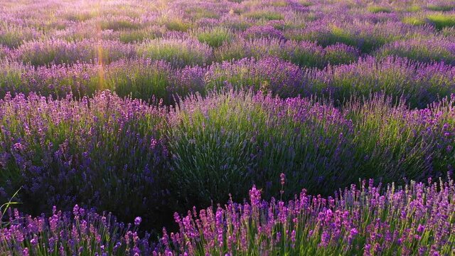 Lavender Field Aerial Shot