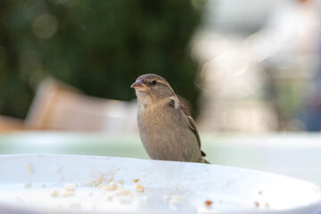 Oiseau mangeant dans une assiète à Genève