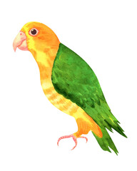 green winged parrot caique painted in watercolor, isolated on white