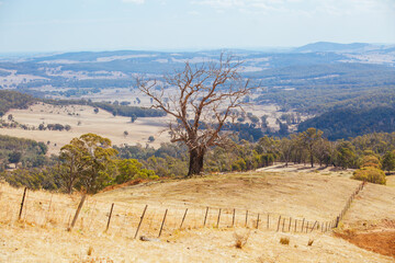 Naklejka premium King Valley Landscape in Australia