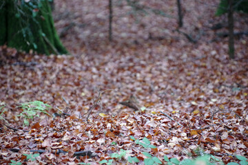 Parterre de feuilles mortes