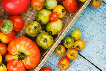 Set of ripe tomatoes in the wooden tray, blue wooden background