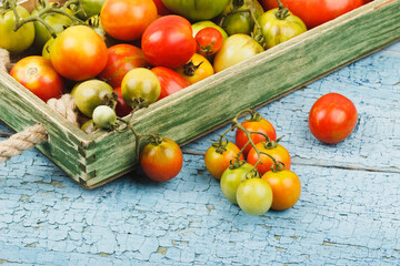 Set of ripe tomatoes in the wooden tray, blue wooden background