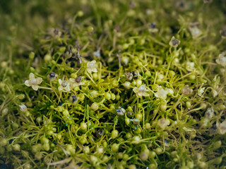 close up of a grass