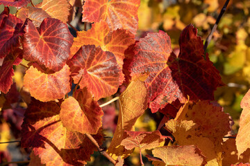 Wein, Spätburgunder, Blatt, gefärbt, rot, bunt, sonnig, lese,